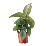 Купить Алоказия Платинум