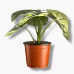 Купить Алоказия Сильвер Вариегата