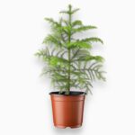 Араукария Гетерофилла купить, Araucaria heterophylla доставка, комнатная ёлка в горшке, хвойное растение для дома, норфолкская сосна уход