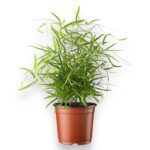 аспарагус фалкатус купить, Asparagus falcatus, аспарагус в горшке, ампельное растение, неприхотливое комнатное растение, декоративно-лиственное