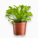 Асплениум Антикум Лесли купить, Asplenium Leslie, декоративный папоротник в горшке, папоротник комнатный, неприхотливое тенелюбивое растение