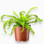 Асплениум Антикум Осака