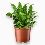 Асплениум Нидус Криспи Вейв