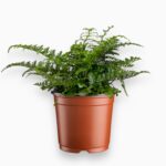 асплениум парвати купить, Asplenium Parvati, папоротник в горшке, декоративный папоротник, комнатные папоротники, асплениум уход, редкие растения, зелёные неприхотливые растения