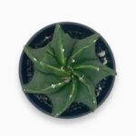 Купить Астрофитум Мириостигма