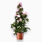 Купить Азалия Индийская пирамида розовая