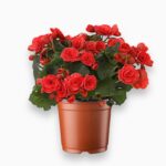 Купить Бегония Элатиор Берсеба