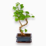 Купить Бонсай Гинкго Билоба