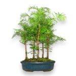Купить Бонсай Метасеквойя Лес