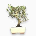 Купить Бонсай Олива