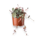 Церопегия Вуди