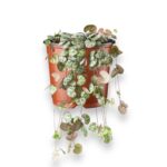 церопегия вуди купить, Ceropegia woodii, цепочка сердец, ампельное растение, неприхотливая лиана, растение для подвеса