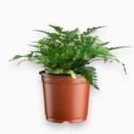 davallia fijiensis купить, даваллия фиджиенсис, кроличья лапка папоротник, декоративные папоротники, неприхотливый папоротник, папоротник для дома, растения с мохнатыми корнями