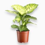 диффенбахия марс купить, Dieffenbachia Mars, декоративно-лиственное растение, диффенбахия уход, комнатное растение в горшке, диффенбахия пестролистная, неприхотливое комнатное растение, растение для интерьера