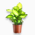 Купить Диффенбахия Саммер Стайл