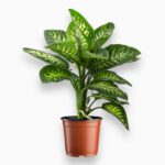 Диффенбахия рива купить, Dieffenbachia Riva, комнатное растение с пятнистыми листьями, декоративнолиственное растение, доставка растений Москва Россия