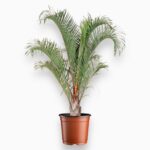 Купить Дипсис Декари