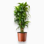 Купить Драцена Фрагранс Дорадо бранч