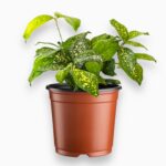 Купить Драцена Суркулоза Милки Вей