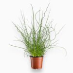 Купить Джункус Спиралис