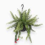 Купить Эсхинантус Твистер