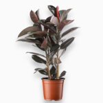 Фикус Эластика Абиджан