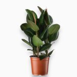 Фикус Эластика Робуста