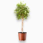 Купить Фикус Бенджамина Экзотика переплетенный