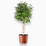 Купить Фикус Бенджамина Экзотика штамб