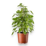 Купить Фикус Бенджамина Твайлайт