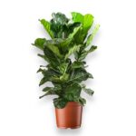 Купить Фикус Лирата 3 ствола