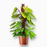 Филодендрон Паинтед Леди