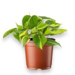 Купить Филодендрон Сканденс Бразил