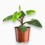 Филодендрон Вайт Принцесс