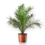 финик канарский купить, Phoenix canariensis, комнатная пальма, крупное декоративное растение, пальма в горшке