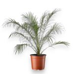 Купить Финик Робелини