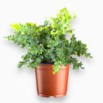 флебодиум давана купить, Phlebodium aureum Davana, голубой папоротник, декоративный папоротник, тенелюбивое комнатное растение