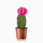 Купить Гимнокалициум розовый