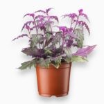 Купить Гинура Пурпл Вельвет