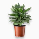 Купить Хамедорея Металлика