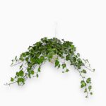 Купить Хедера Хеликс Вандер