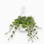 Купить Хедера Хеликс Вайт Вандер