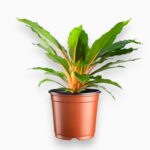 Купить Хлорофитум Грин Оранж