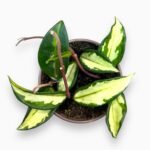 Купить Хойя Карноза Триколор