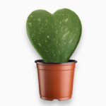 Хойя Керри Сплэш купить, Hoya Kerrii Splash, хойя с брызгами, суккулент-сердечко, редкое комнатное растение, хойя вариегата