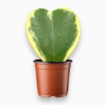 Хойя Керри Вариегата купить, Hoya Kerrii Variegata, пестролистная хойя, суккулент-сердечко, хойя в подарок, комнатное растение вариегата