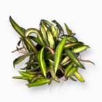 Хойя Вайети Триколор купить, Hoya wayetii Variegata, хойя вариегатная, редкие хойи, комнатная лиана, триколорное растение, хойя с розовыми листьями