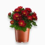 Купить Хризантема кустовая в горшке