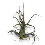 Тилландсия Пруиноза