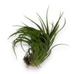 Тилландсия Рейнфорест Ред